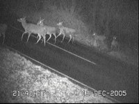 Mandatory Reflective Collars for Deer